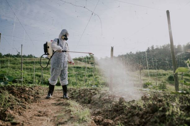 Best Local Pest Control Services  in Morton, WA