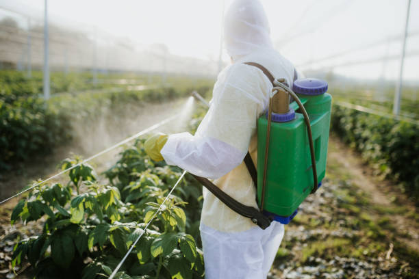 Best Flea Control Services  in Morton, WA